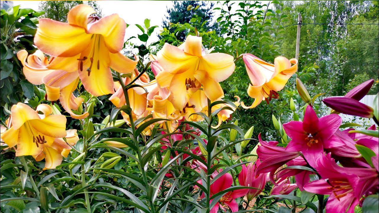 Моя коллекция редких хвойных растений и не только! Часть Последняя! Обзор сада. 28 Июля 2023г смотреть онлайн