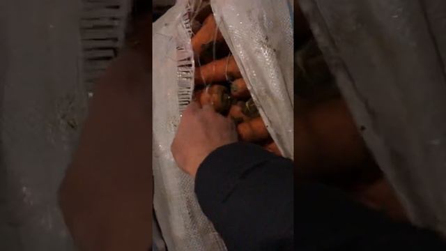 МОРКОВЬ КОРДОБА Ф1