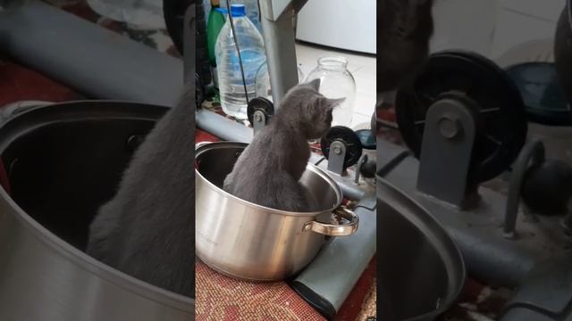 Суп с котом??