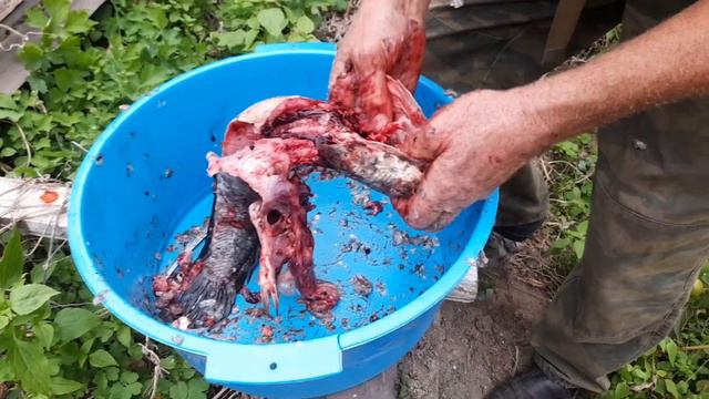 батя разделывает змейголова (snakehead) смотреть онлайн
