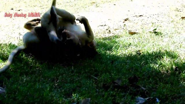 MG ! Bronx very strong action ..... Make Bronco so hurt call for help . смотреть онлайн