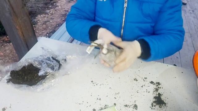 Вера Глухова посылка с гортензиями ??? #черенкование #гортензия #метельчатаягортензия смотреть онлайн