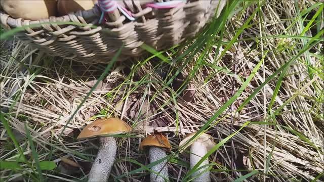 Грибы 2023 Подберёзовики и подосиновики. смотреть онлайн