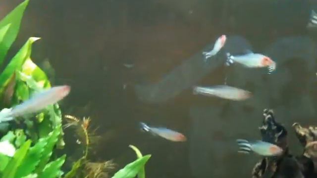 Rummy Nose Tetra schooling смотреть онлайн
