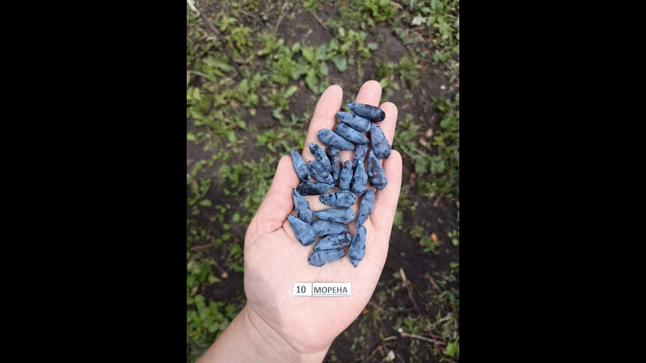 МОРЕНА сорт жимолости прекрасного вкуса и убирается стряхиванием смотреть онлайн