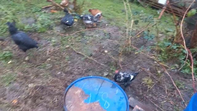 Выпускаем птицу. Утренние полёты уток. смотреть онлайн