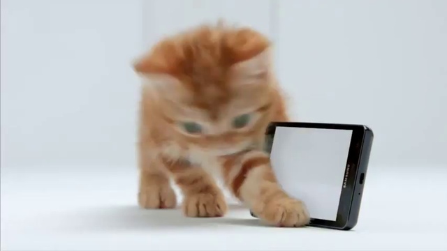 Котик играет с телефоном смотреть онлайн