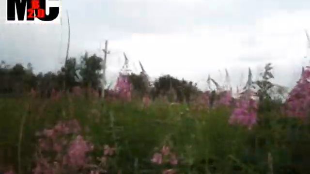 Где в Новосибирске собирать иван чай смотреть онлайн