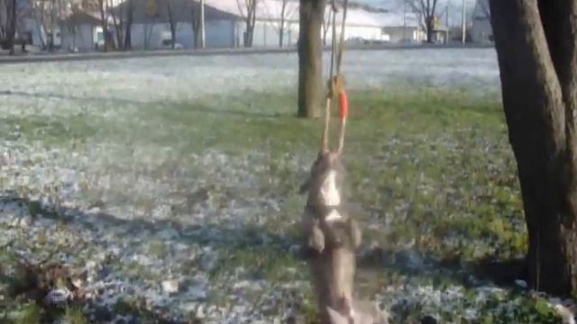 amstaff barry смотреть онлайн
