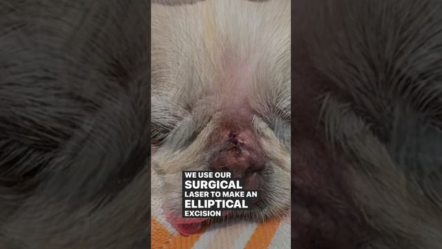 Dog Lump Laser Surgery смотреть онлайн