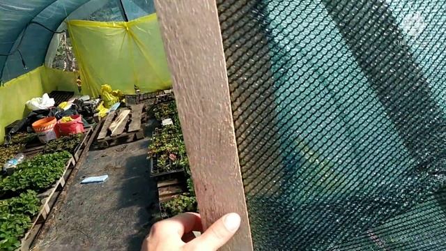 ??Как сделать двери в теплице не дорого? #теплицасвоимируками #каксделатьнедорогуютеплицу смотреть онлайн