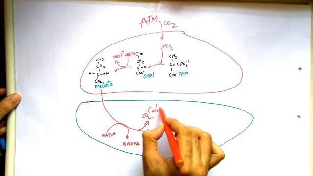 C4 cycle смотреть онлайн