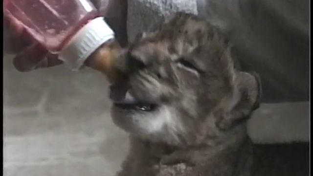 A tabby tiger only about 50 in the world, baby lions only 7 days old, baby black panther смотреть онлайн