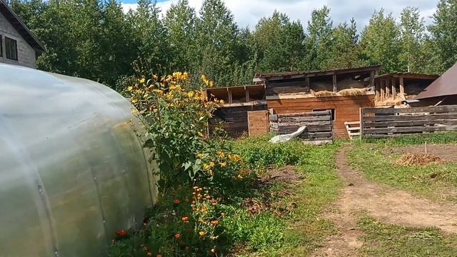 Мои цветочки/Уборка картофеля.Заготовочки/Вечером помолись в баньке. смотреть онлайн