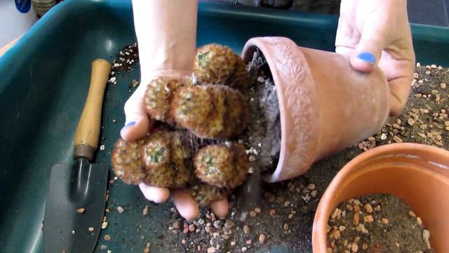 Repotting My Mammillaria Carmenae - The Isla Carmen Pincushion Cactus