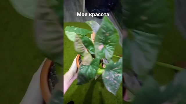 сингониум пинк сплеш смотреть онлайн