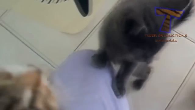Малки Котенца Мяукане И Говорят - Сладък Котка смотреть онлайн
