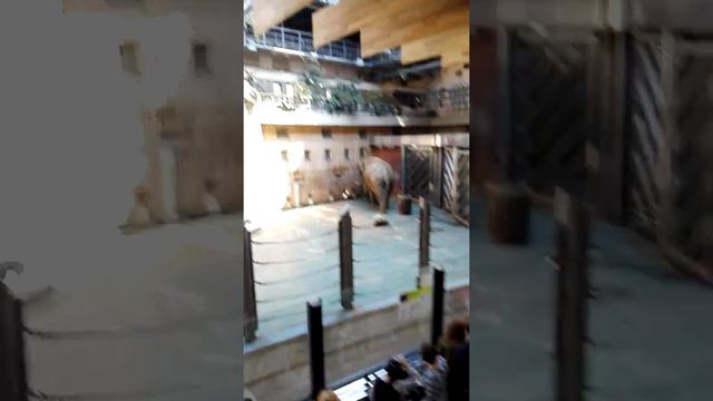 Чекнутый слон смотреть онлайн