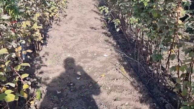 Особенности обрезки летней малины Пшехиба. смотреть онлайн