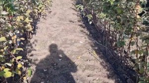 Особенности обрезки летней малины Пшехиба.