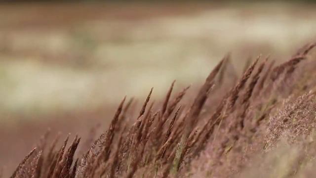 Parábola del Sembrador смотреть онлайн