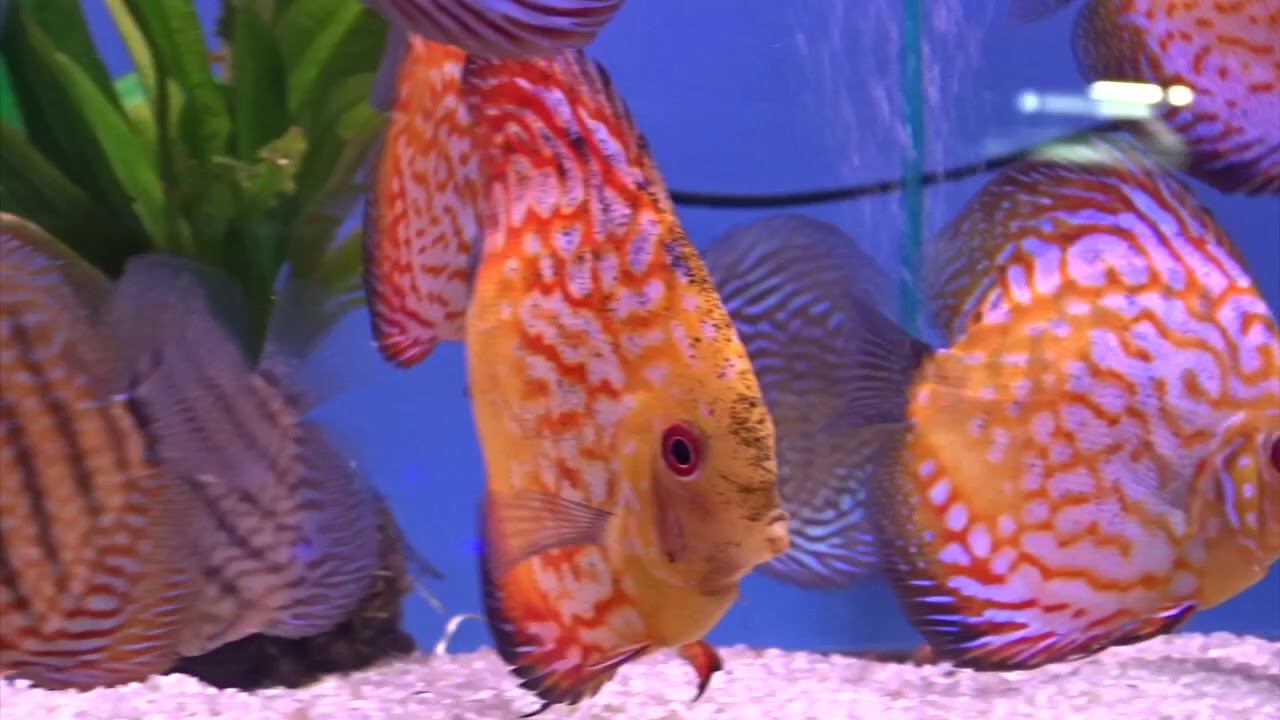 Дискусы в аквариуме смотреть онлайн