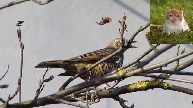 Деряба - Turdus viscivorus.mp4 смотреть онлайн
