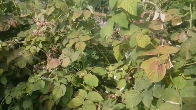 Рум турн по улице в деревне. Как обещала;-D смотреть онлайн