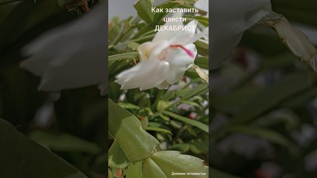 Как заставить цвести декабрист смотреть онлайн