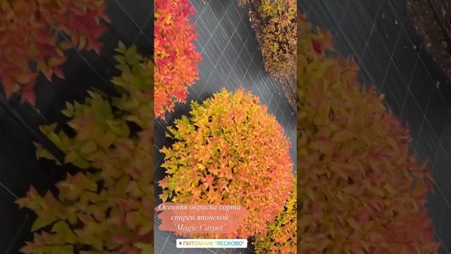 Спирея Magic Carpet смотреть онлайн
