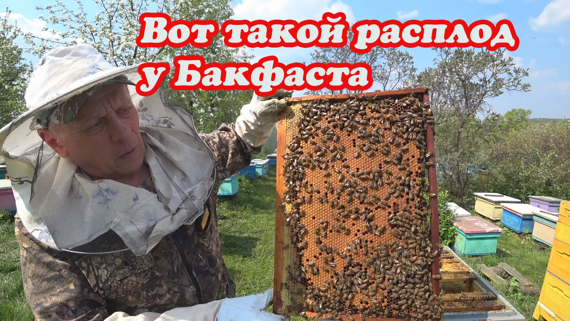 КАК РАЗВИВАЮТСЯ ПЧЁЛЫ В УЛЬЕ ППУ от БИНЕНХАУСА, СМЕНА КОРПУСОВ С ПОДСТАВКОЙ МАГАЗИНА смотреть онлайн