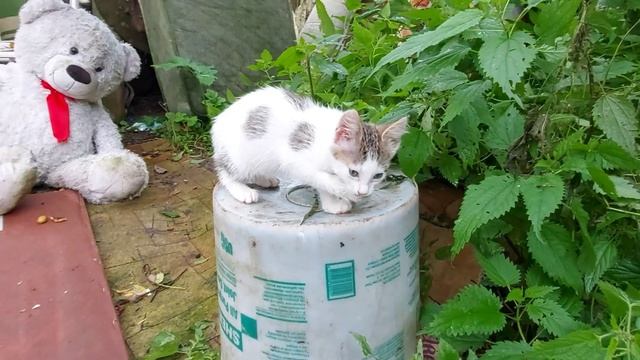 Котят воспитывает собака. Маленькие пушистики. смотреть онлайн