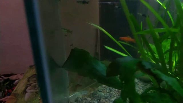 Аквариум без фильтра. Продолжение. смотреть онлайн