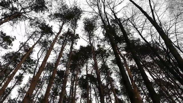 Камбурова Елена-Я такое дерево смотреть онлайн