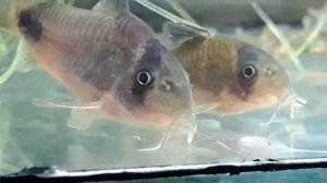 Нерест сомика панда