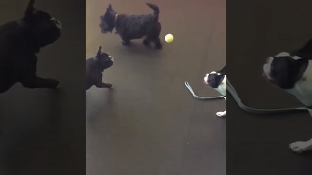 Animals,dog)))уникальная собака может быть весьма доброй и агрессивной смотреть онлайн