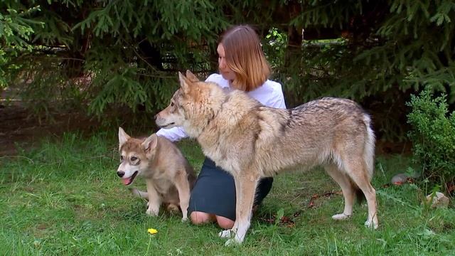 Волкособ - ТВЦ - 