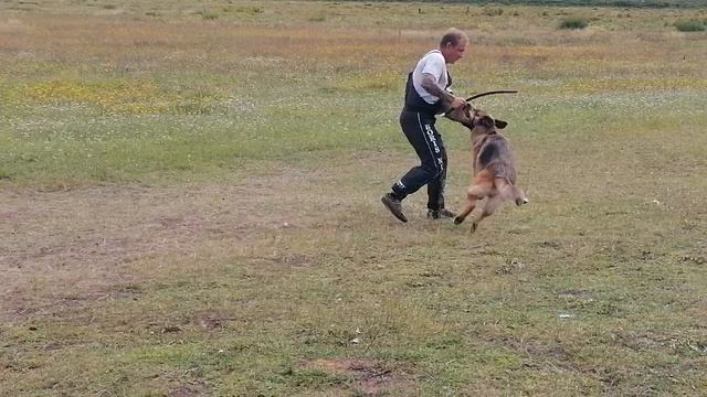 11.  выражено/перв ЮГОРИЯ ФРАУ ФЕРРАРИ (Аксельбруннен Антей – Аланжур Патриция)