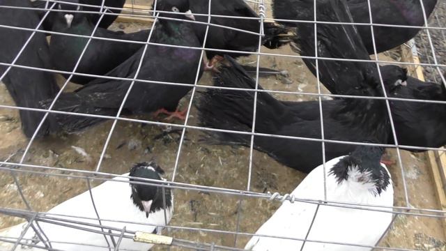 10.01.21. Птичий рынок г. Пятигорск-ч2.10.01.21. Bird market in Pyatigorsk-ch2. смотреть онлайн