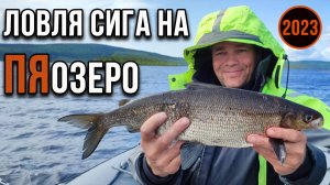 Ловля сига на Пяозере 2023.