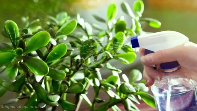 Денежное Дерево есть у Многих, не догадываясь какую пользу оно несёт, СЕКРЕТ ДЕНЕЖНОГО ДЕРЕВА смотреть онлайн