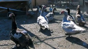 Как часто обновлять племя  мускусных уток? Ответы на Часто Задаваемые Вопросы