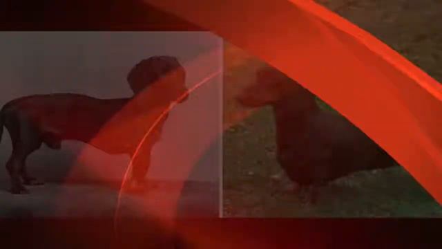 КАК ИЗМЕНИЛИСЬ СОБАКИ ЗА 100 ЛЕТ 12 ПОРОД СОБАК смотреть онлайн