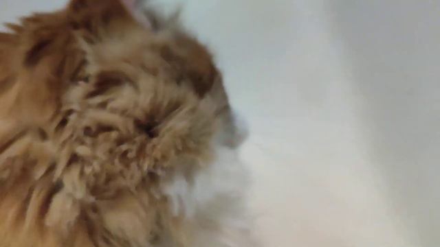 Кошки любят нежиться в теплой ванне смотреть онлайн