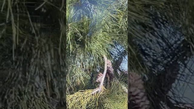 Птахи нашого двора \Мексика