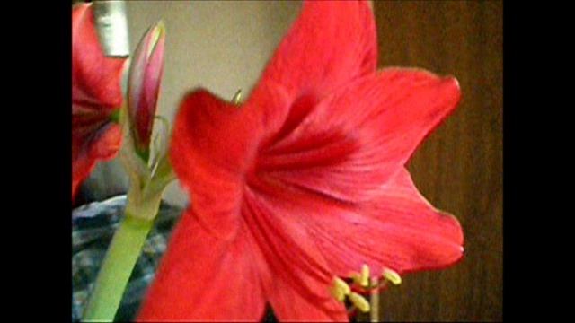 Цветение Амарилиуса