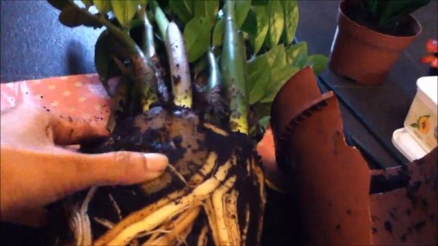 Repotting a very pot bound ZZ plant смотреть онлайн
