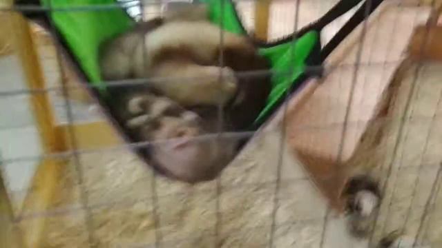 Они не едят они спят смотреть онлайн