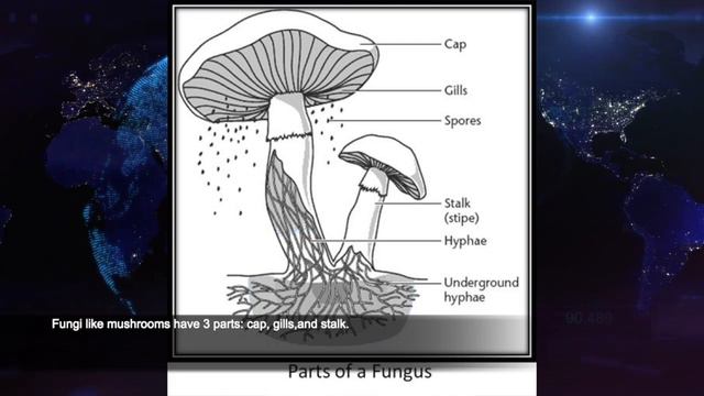 Fungi And Bacteria - P3 - Science смотреть онлайн