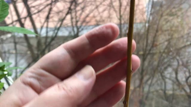 Цветение Бархатцев в Марте месяце в Москве на моем окошке!🌺 смотреть онлайн